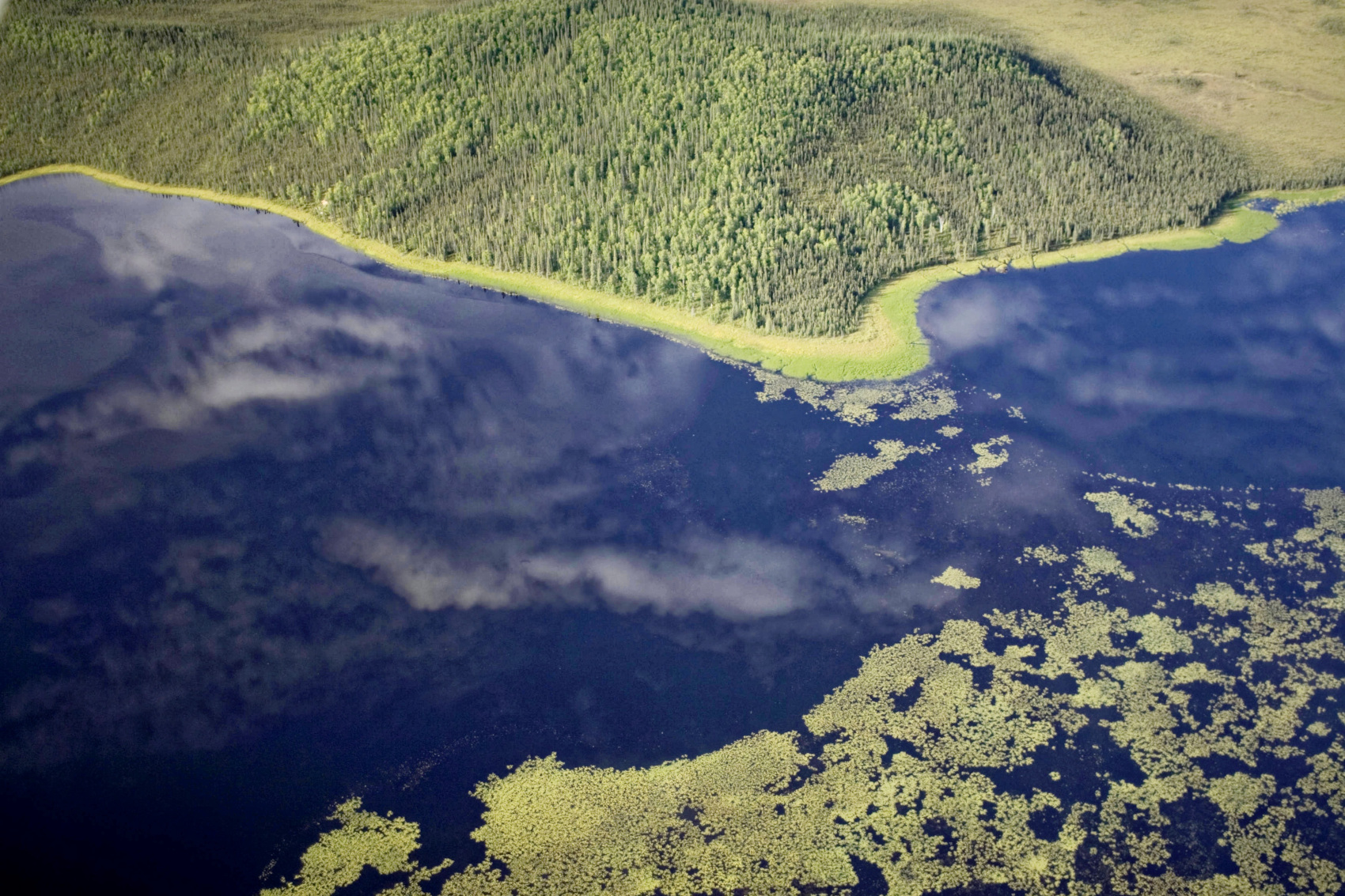 aerial view of water and forest